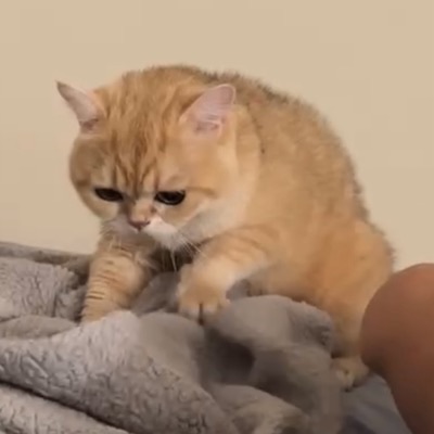 Xiaobao the cat